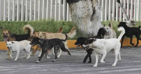 Alerta por Jaurías: Se Suman Agresiones en el Valle de México