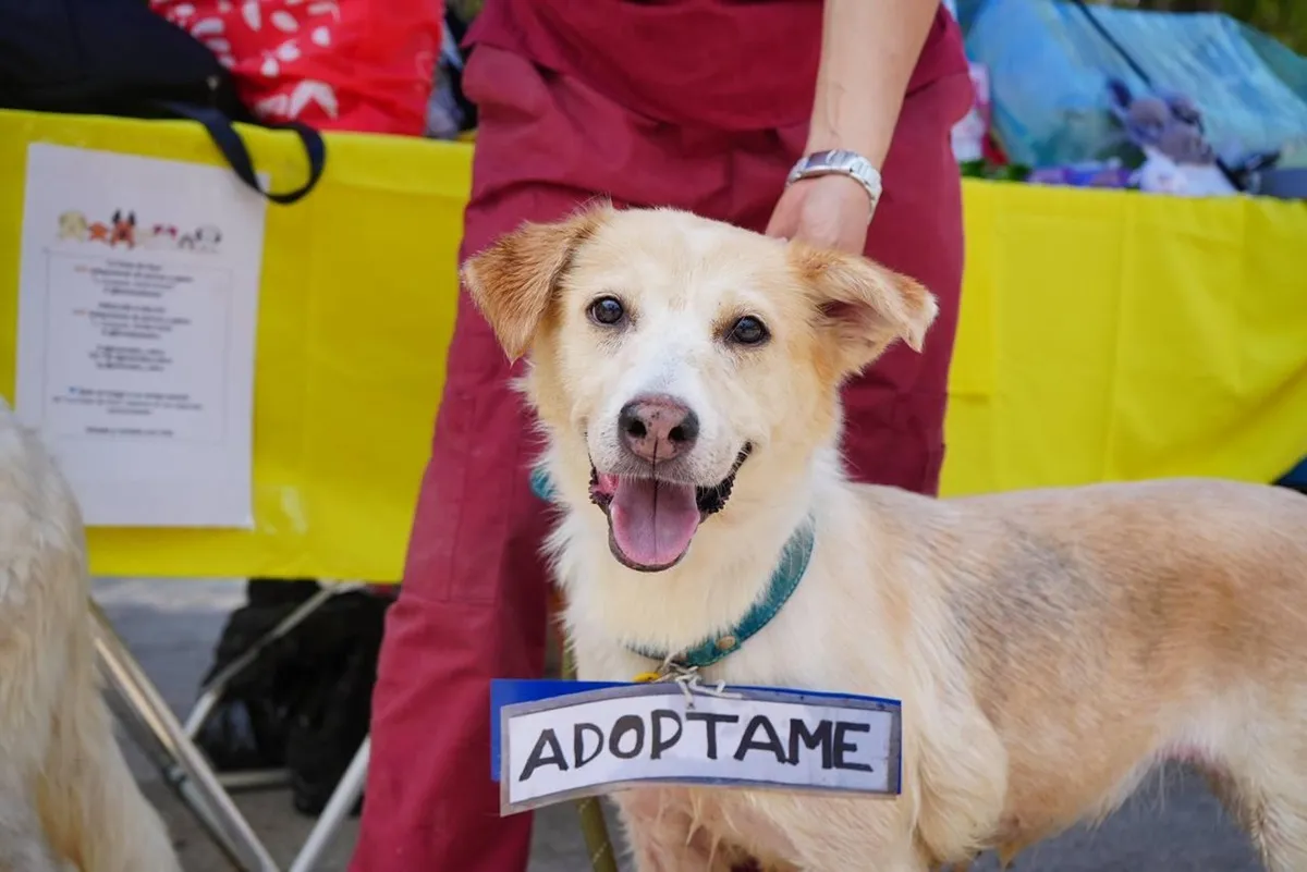 CDMX triplica adopciones en segunda edición del Adoptatón de perros y gatos