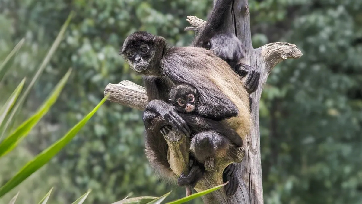 Celebran nacimiento de 130 crías en el Parque Ecológico Zacango