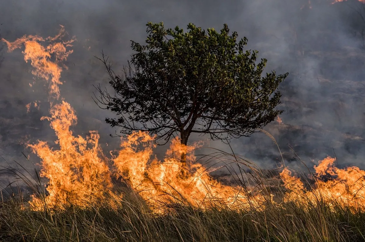 Persisten 79 incendios forestales activos en México: CONAFOR