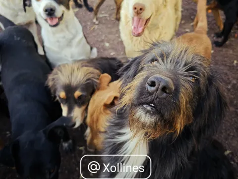 Balean refugio canino Xollin en San Martín de las Pirámides.