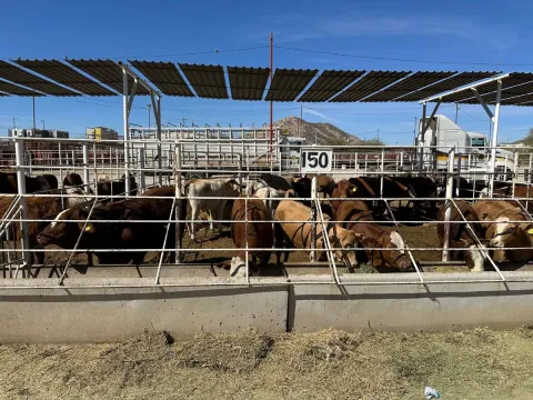 Caen precios y exportaciones por brote de gusano barrenador