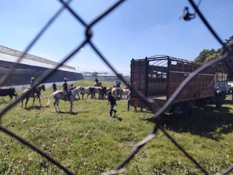 Cierran carretera México-Texcoco por ganado suelto; hay cuatro autos chocados