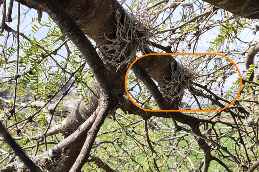 Combaten plaga de heno motita en zona de Teotihuacán