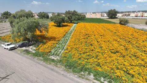 Cosecha de Cempasúchil en Tecámac