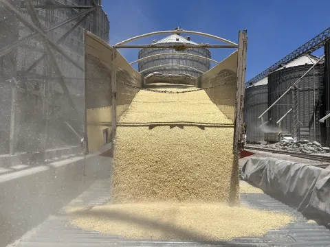 Denuncian crisis por dependencia de maíz importado en México