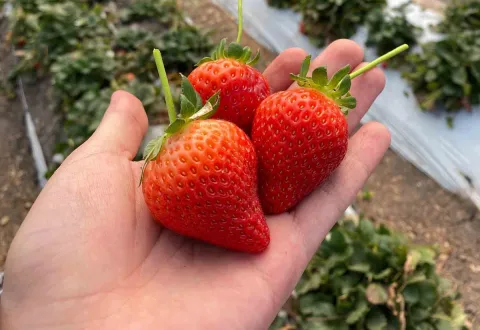 Desarrollan jóvenes de la UAG biofungicida para proteger cultivos de berries