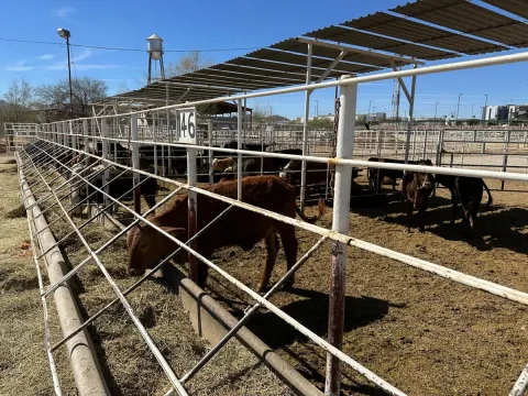 Gusano Barrenador Escala a Querétaro y Nuevo León