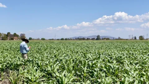 Industria y Gobierno acuerdan retirar 35 plaguicidas en México