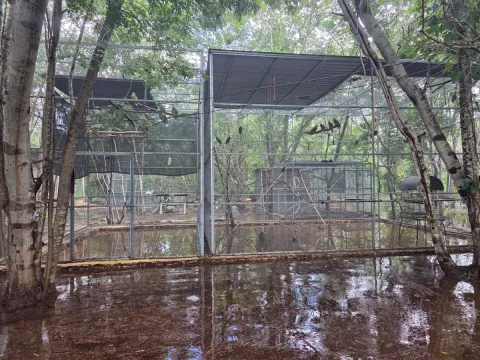 Inundan lluvias refugio de loros en Yucatán