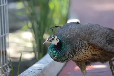 Invitan a conocer el aviario gratuito del Parque Ehécatl