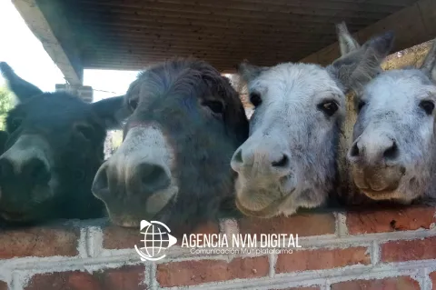 Lanzar concurso para nombrar nueva integrante de Burrolandia Otumba