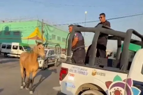 Localiza Policía de Ecatepec caballo en Las Américas