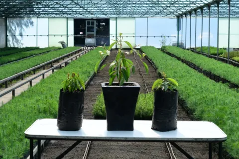 Logran germinación exitosa de Nanche en viveros del Edoméx