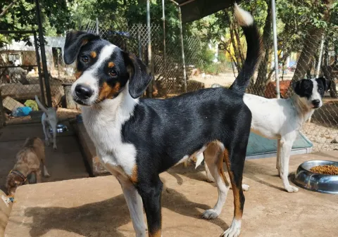 Mérida Vive Crisis de Animales sin Hogar; Urgen Políticas Públicas