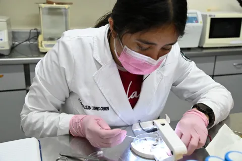 Mosquito elefante: la solución natural contra el dengue en Sinaloa.