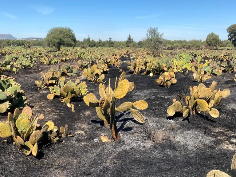 Pierden agricultores 30 hectáreas deXoconostle y Tuna por incendio en Nopaltepec