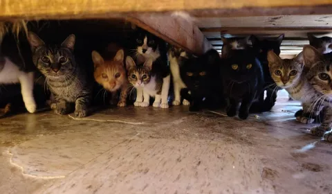 Rescatan a 90 gatos hacinados en casa con acumulación de basura en Tecámac