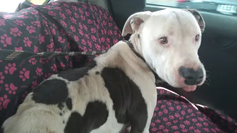 Rescatan a “El Güero”, pitbull encadenado y abandonado en Ecatepec