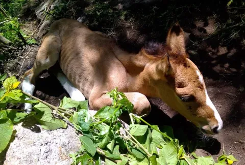 Rescatan a potrillo abandonado en la Sierra de Guadalupe