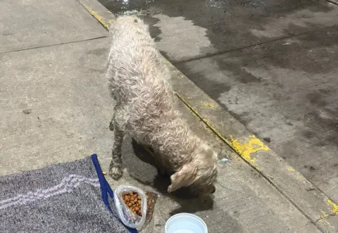 Rescatan en Ecatepec a perrita atrapada en canal de aguas negras