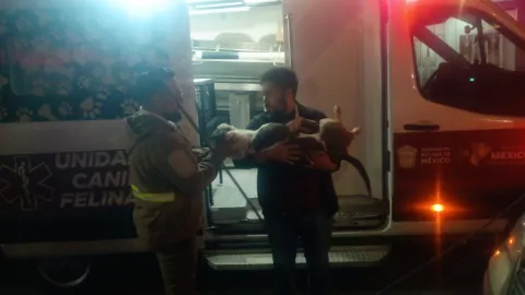 Rescatan tres perros maltratados en Ecatepec y detienen a dueña