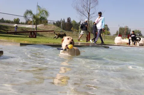 Tecámac consolida bienestar animal con Parque Canino 